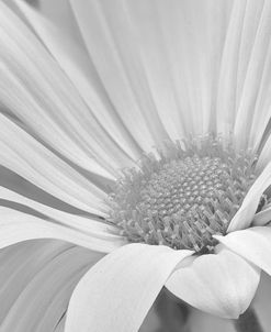 White Daisy B&W-02