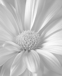 White Daisy B&W-09