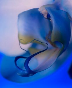 Red, White and Blue Orchid 02