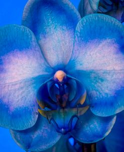 Red, White and Blue Orchid 04