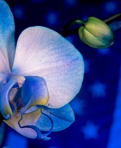 Red, White and Blue Orchid 06
