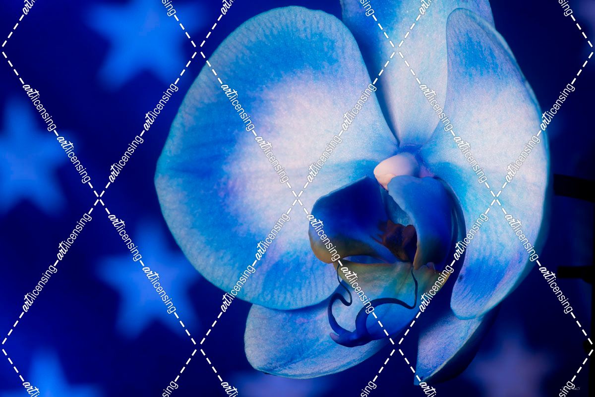 Red, White and Blue Orchid 07