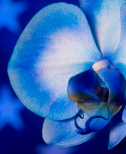 Red, White and Blue Orchid 07