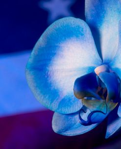 Red, White and Blue Orchid 08