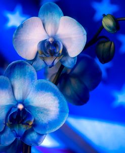 Red, White and Blue Orchid 09