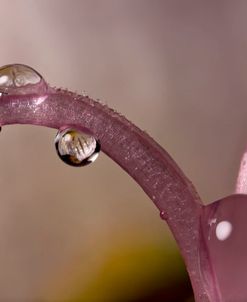 Water Drops-05