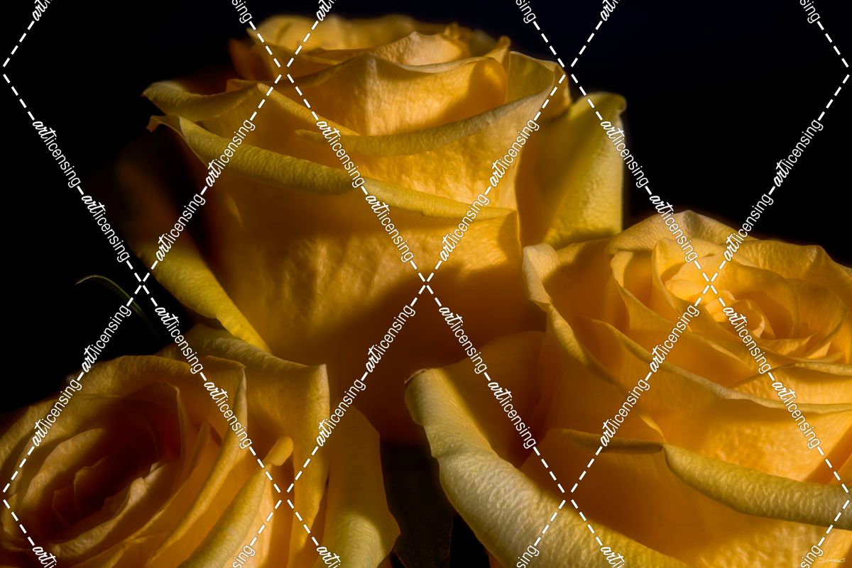 Yellow Rose 02