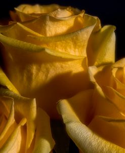Yellow Rose 02