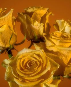 Yellow Rose 04