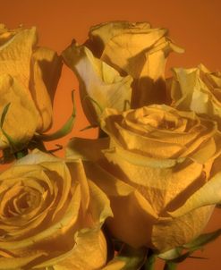 Yellow Rose 05