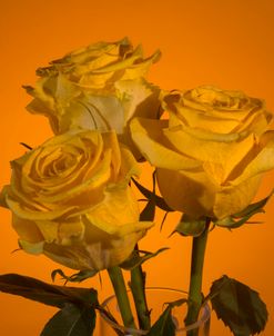 Yellow Rose 06