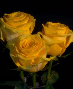 Yellow Rose 07