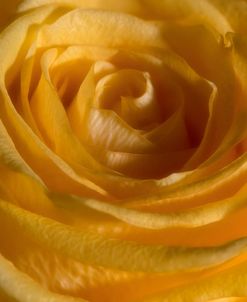 Yellow Rose 01