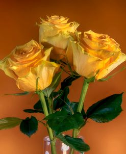 Yellow Rose 13