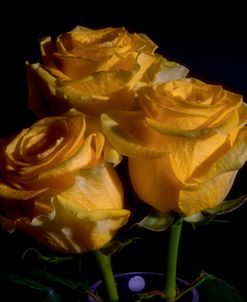 Yellow Rose 14