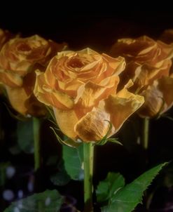 Yellow Rose 09