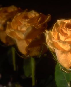 Yellow Rose 10