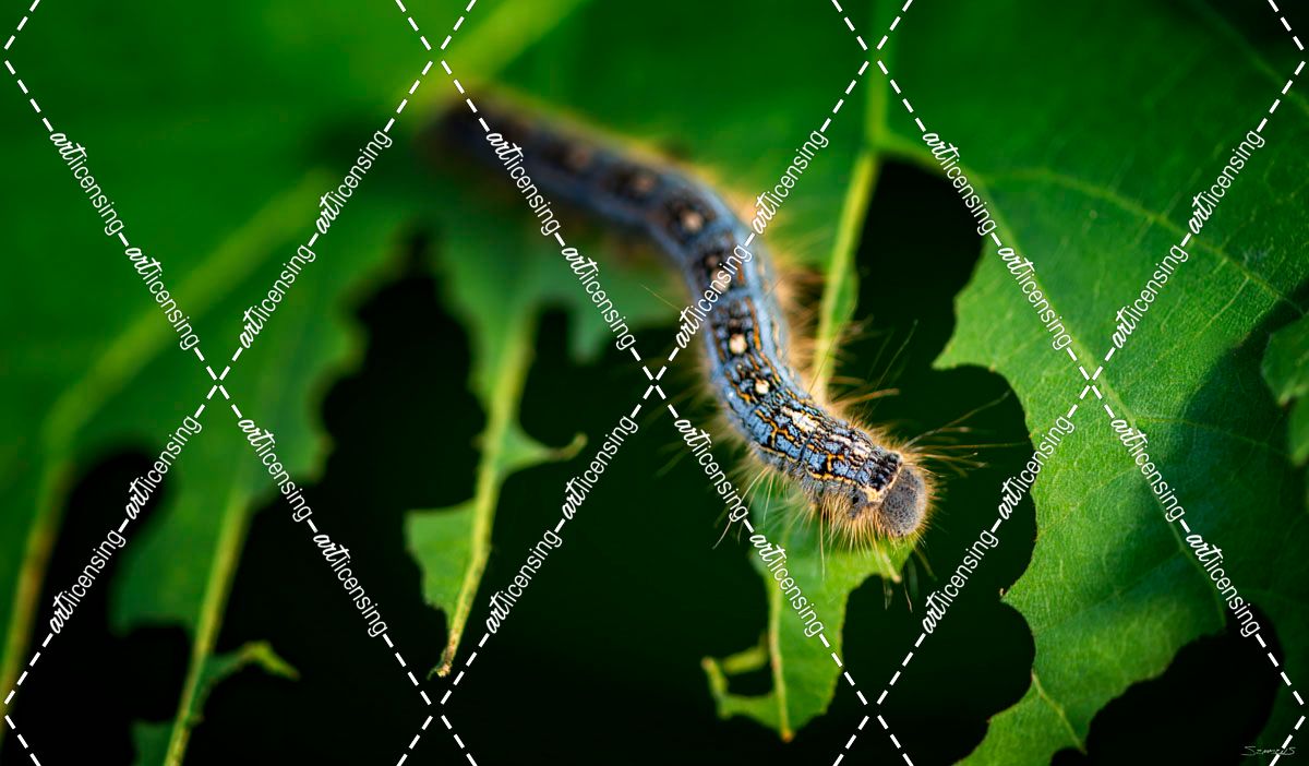 Caterpillar 02