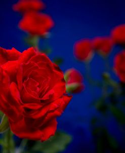 Red Rose 01