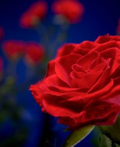 Red Rose 02