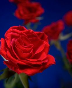 Red Rose 03