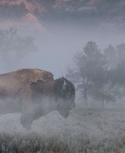 Misty River Morning 2