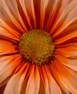 Color Daisey Orange 03