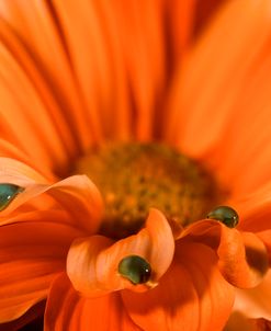 Color Daisey Orange 06