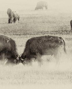 Badlands Antique 09