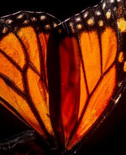 Monarch Butterfly 05