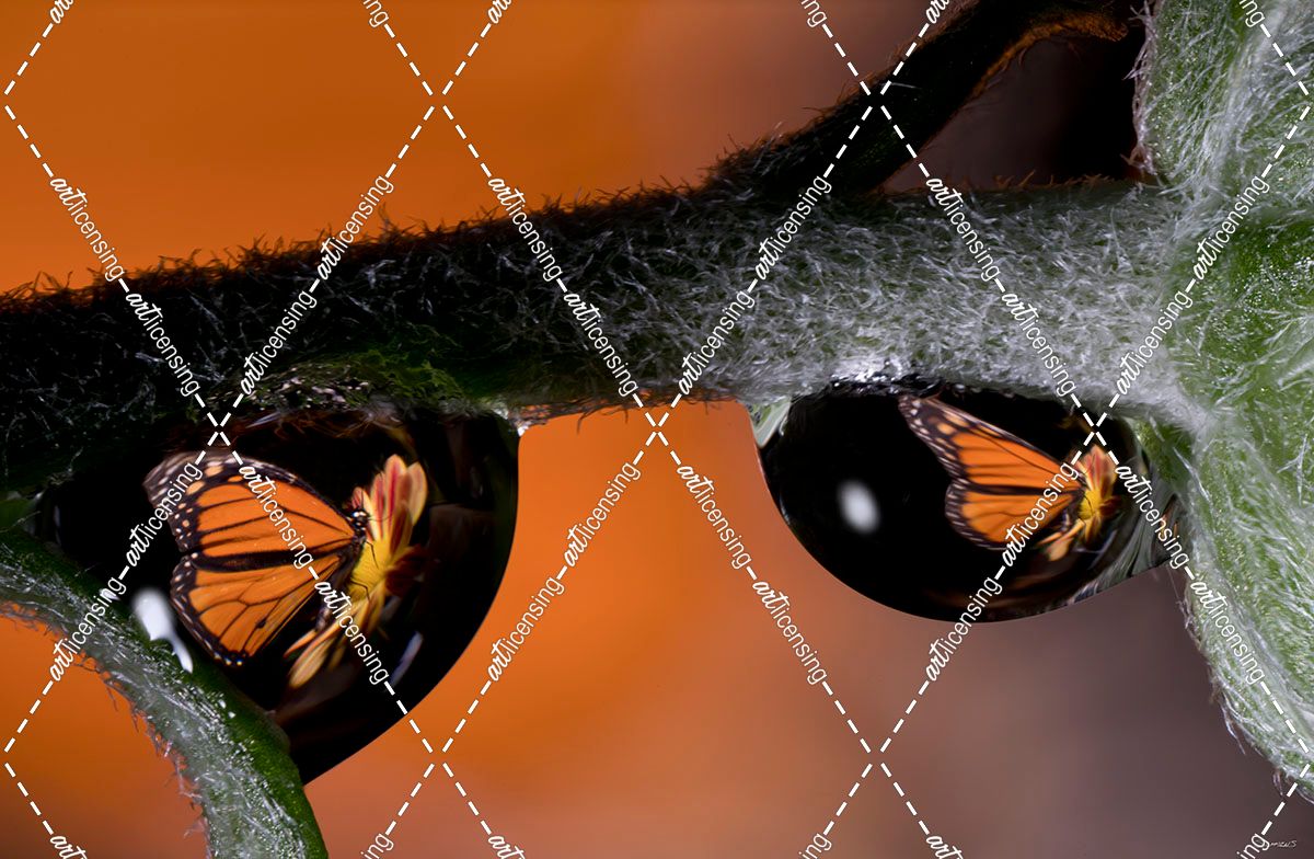 Monarch Butterfly 02
