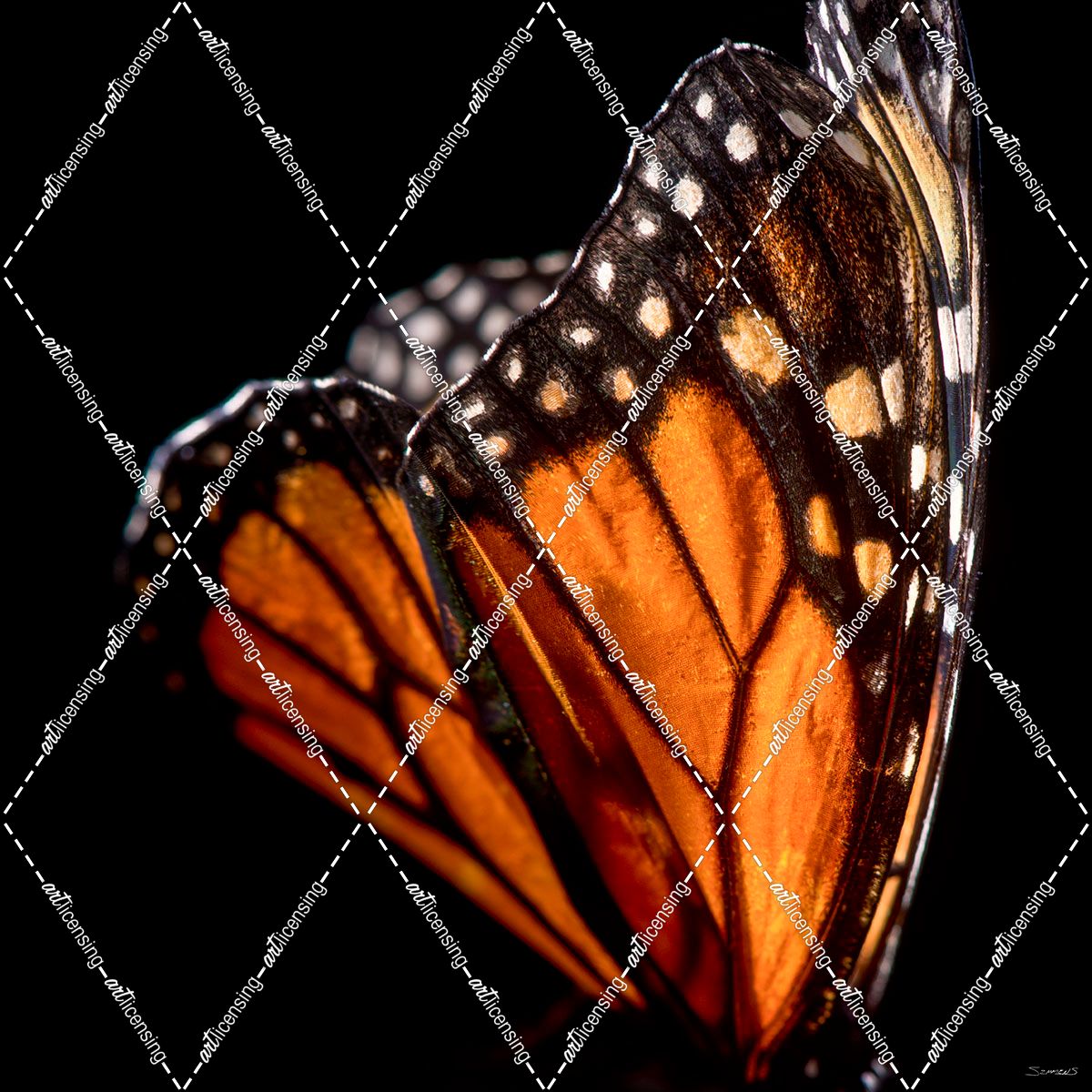 Monarch Butterfly 04
