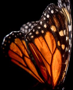 Monarch Butterfly 04