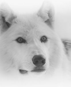 Wolf B&W 04