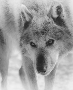 Wolf B&W 05