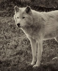 Wolf Antique 07