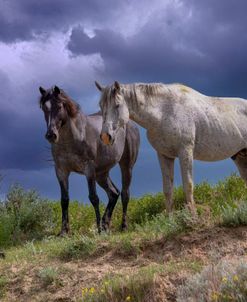 Return to the Badlands 06