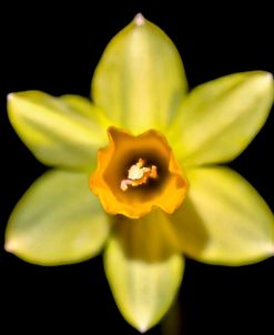 Daffodils 03