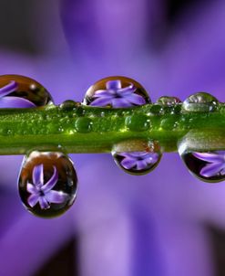 Purple Hyacinths 01