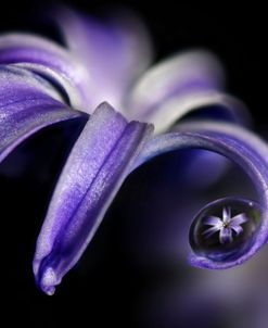 Purple Hyacinths 02