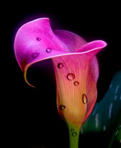 Calla Lily 01