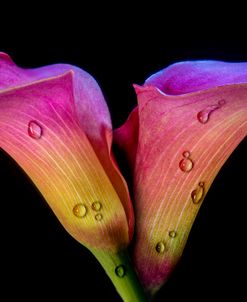 Calla Lily 02