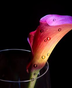 Calla Lily 03