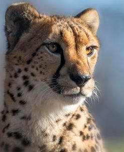 Cheetah 1