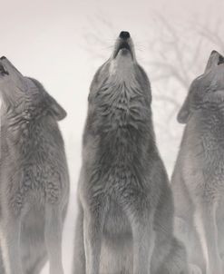 Three Wolves of the Mist