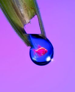 Glofish in a Drop 4