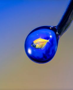 Glofish in a Drop 5
