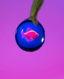 Glofish in a Drop 2