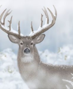 Whitetail Winter Wonderland