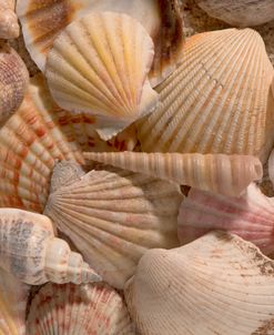 Shells In The Sand 07